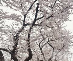 新潟デリヘルSOARIS-ソアリス-(ソアリス) めい(28)の4月4日写メブログ「わーい💖」