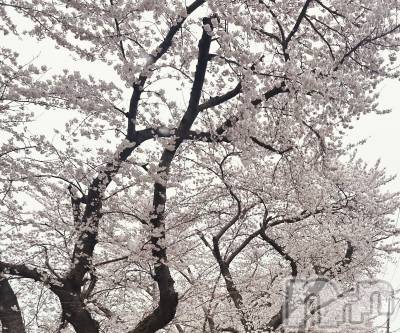 新潟デリヘル SOARIS-ソアリス-(ソアリス) めい(28)の4月4日写メブログ「わーい💖」