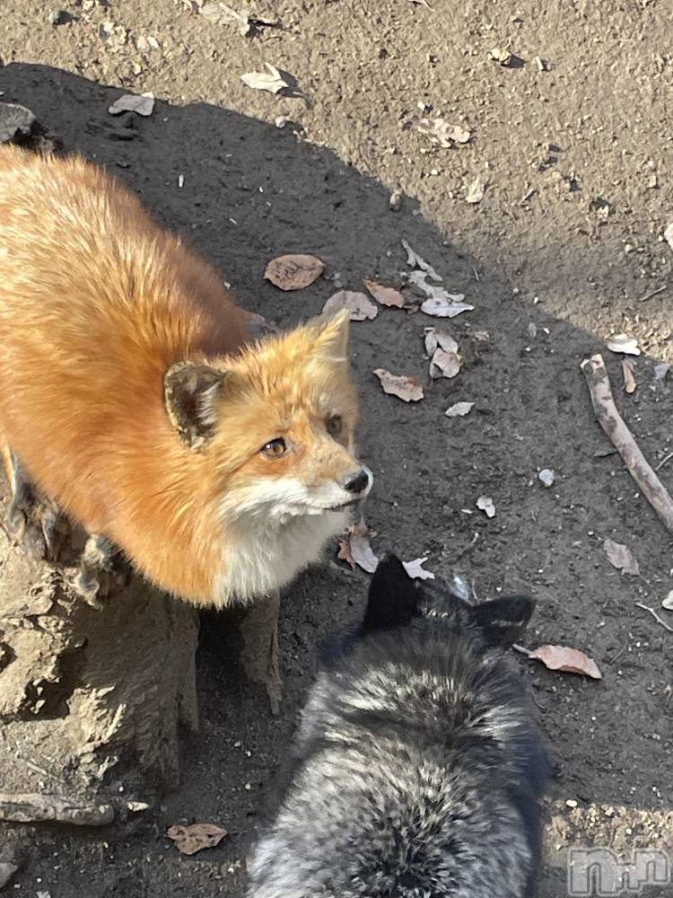 柏崎デリヘルデリヘル柏崎【柏崎唯一のデリヘル！地元新潟女性と会える店】(デリヘルカシワザキ) 【体験】れいか☆未経験☆(22)の12月16日写メブログ「いきなりラストです🐹」
