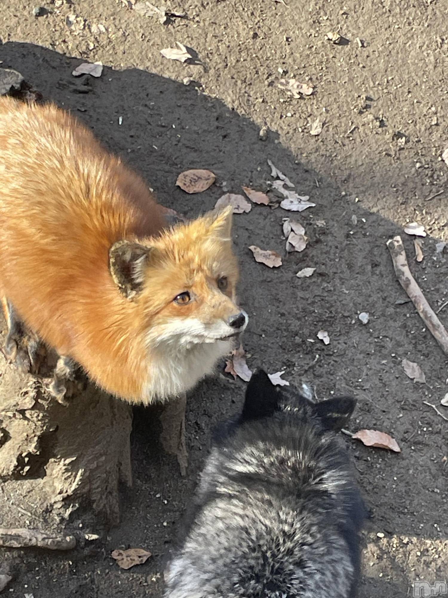 柏崎デリヘルデリヘル柏崎【柏崎唯一のデリヘル！地元新潟女性と会える店】(デリヘルカシワザキ)【体験】れいか☆未経験☆(22)の2025年12月16日写メブログ「いきなりラストです🐹」