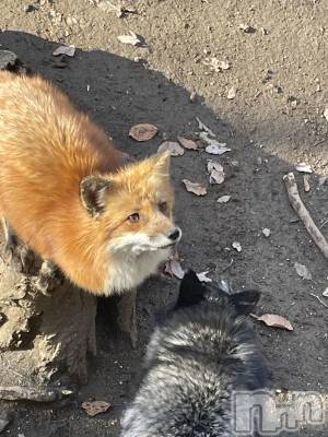 柏崎デリヘル デリヘル柏崎【柏崎唯一のデリヘル！地元新潟女性と会える店】(デリヘルカシワザキ) 【体験】れいか☆未経験☆(22)の12月16日写メブログ「いきなりラストです🐹」
