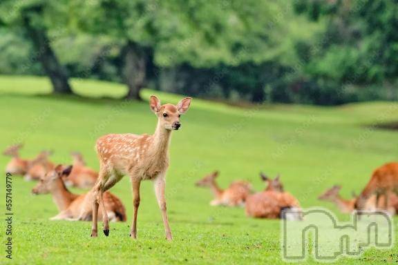 新潟人妻デリヘル熟女の風俗 最終章(ジュクジョノフウゾクサイシュウショウ)かおん(35)の2025年8月10日写メブログ「【7月9日のお礼】」