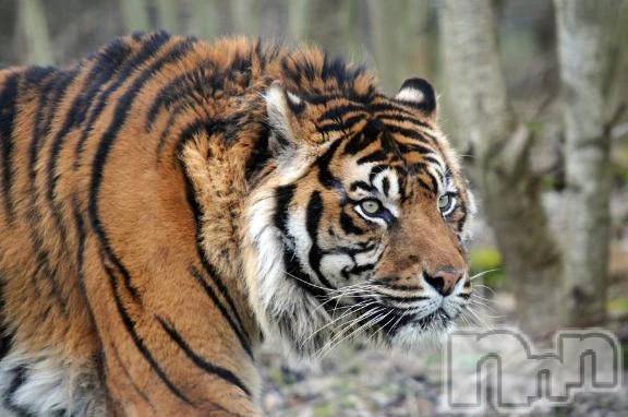 新潟デリヘル熟女の風俗 最終章(ジュクジョノフウゾクサイシュウショウ)かおん(35)の2025年10月12日写メブログ「10月11日のお礼」