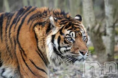 新潟デリヘル 熟女の風俗 最終章(ジュクジョノフウゾクサイシュウショウ) かおん(35)の10月12日写メブログ「10月11日のお礼」