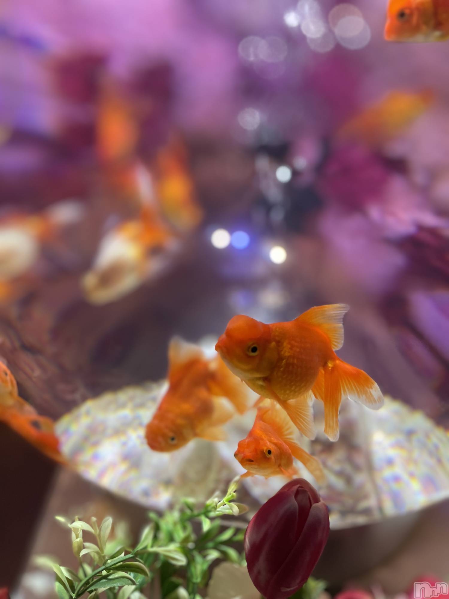 ʥå륺Сʥå New KANAKO(˥塼ʥ) 2025ǯ810̥֥🐟