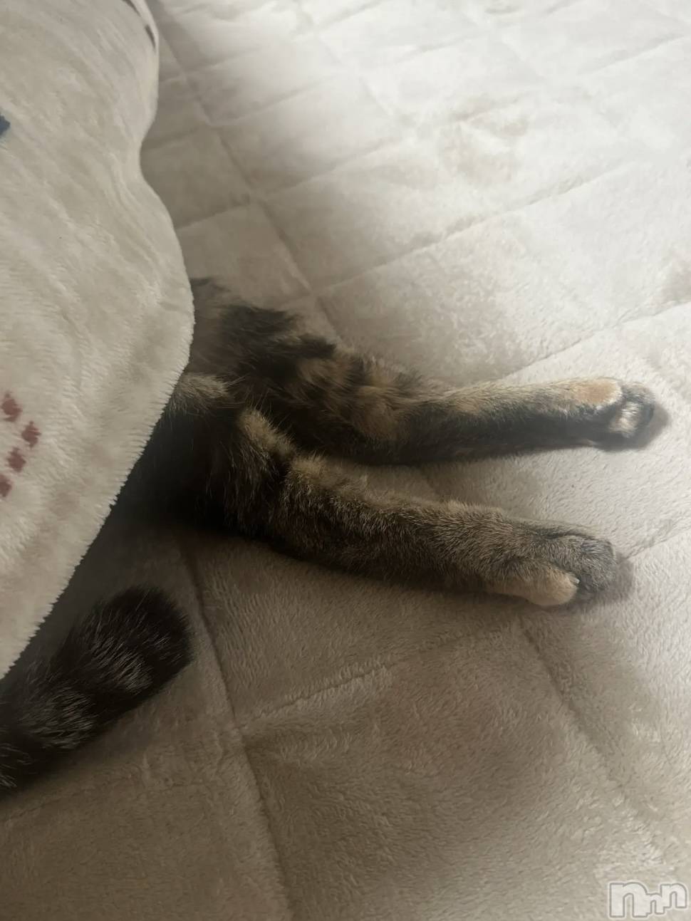 ʥå륺СLounge Anshu(饦󥸥󥷥) 2025ǯ1127̥֥Ƭƿ