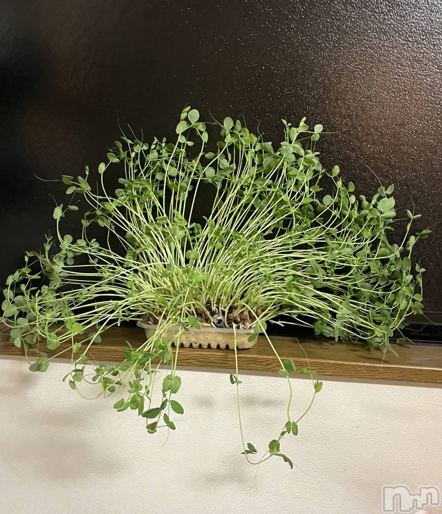 ʥå륺С륺С ӥ٥˥塼(륺Сӥ٥˥塼) ʤ1118ֲ̥֥ڱ