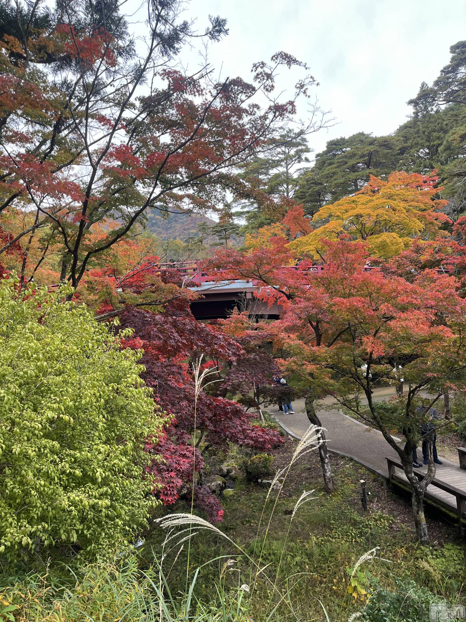 ʥå륺С륺С ӥ٥˥塼(륺Сӥ٥˥塼) 2025ǯ1117̥֥🍁