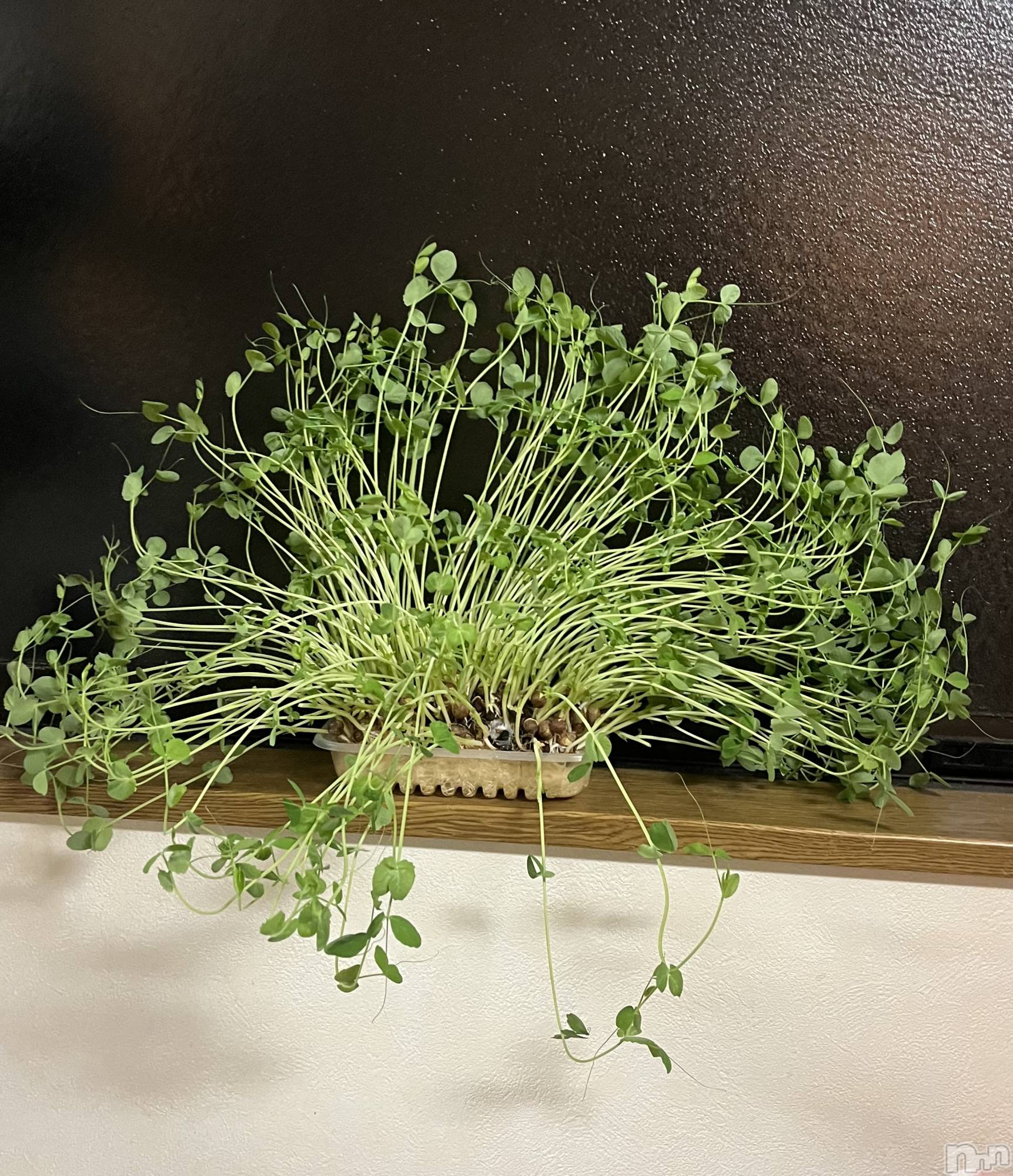 ʥå륺С륺С ӥ٥˥塼(륺Сӥ٥˥塼) 2025ǯ1118ֲ̥֥ڱ