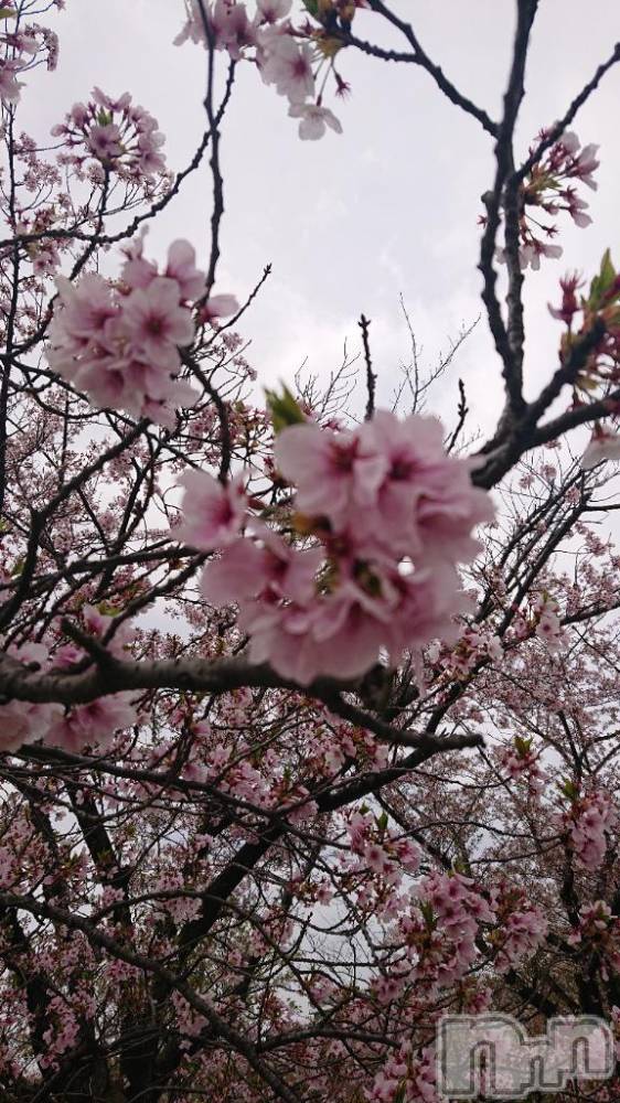 長岡デリヘル人妻楼　長岡店(ヒトヅマロウ　ナガオカテン) くみこ(39)の12月21日写メブログ「辞めてないですよ🙆」