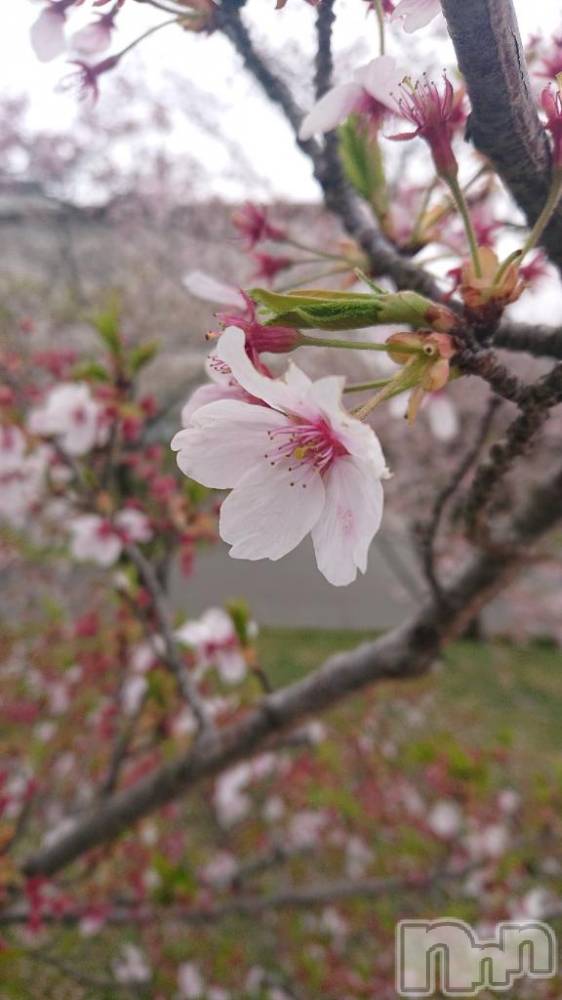 長岡デリヘル人妻楼　長岡店(ヒトヅマロウ　ナガオカテン) くみこ(39)の4月8日写メブログ「切なる願い」