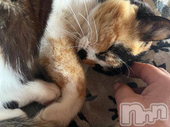 新潟デリヘル五十路マダム新潟店(カサブランカグループ)(イソジマダムニイガタテン) 白川ゆりこ(51)の3月21日写メブログ「すいませんでした。」