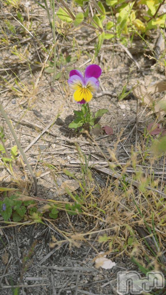 新潟デリヘル五十路マダム新潟店(カサブランカグループ)(イソジマダムニイガタテン)白川ゆりこ(51)の2026年4月20日写メブログ「ありがとうございました♪」