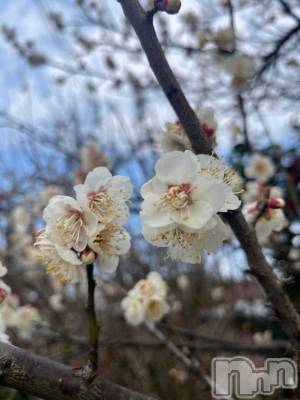 新潟デリヘル 五十路マダム新潟店(カサブランカグループ)(イソジマダムニイガタテン) 白川ゆりこ(51)の3月23日写メブログ「出勤予定です♪」