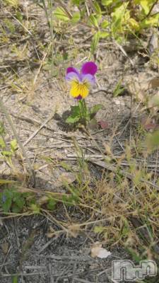 新潟デリヘル 五十路マダム新潟店(カサブランカグループ)(イソジマダムニイガタテン) 白川ゆりこ(51)の4月20日写メブログ「ありがとうございました♪」