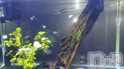 新潟ぽっちゃり 新潟市鳥屋野潟ちゃんこ(ニイガタシトヤノガタチャンコ) まい(40)の7月9日写メブログ「ゆらゆら癒し時間、今日もあなたと」