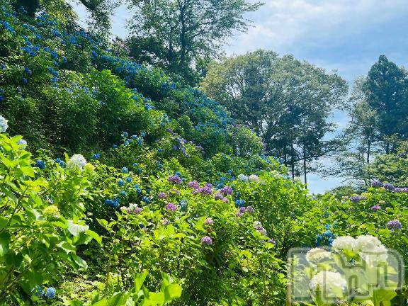 長岡デリヘルBIANCA～主人の知らない私～長岡店(ビアンカナガオカテン)棚橋　みつば(27)の2025年7月10日写メブログ「昨日のお詫び」