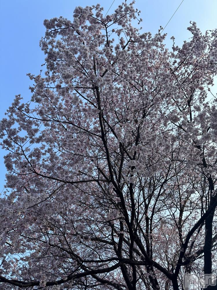 ���ᥭ��Х��顦�����CLUB ASLI(����֥�����) �Ҥ����4��1���̥�֥����֤���(���꒳​��� )͟͟͞͞ =��