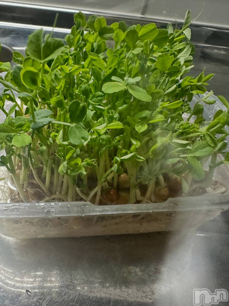 ���ᥭ��Х��顦�����CLUB ASLI(����֥�����) �Ҥ����4��2���̥�֥����ְ�äƤ��Ƥ���🌿��