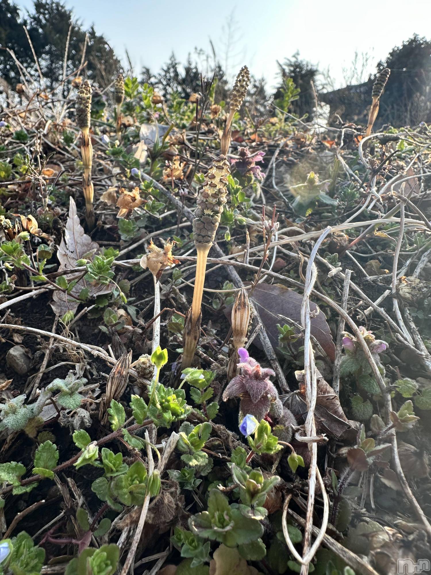 ���ᥭ��Х��顦�����CLUB ASLI(����֥�����) ��2026ǯ3��31���̥�֥����֤����