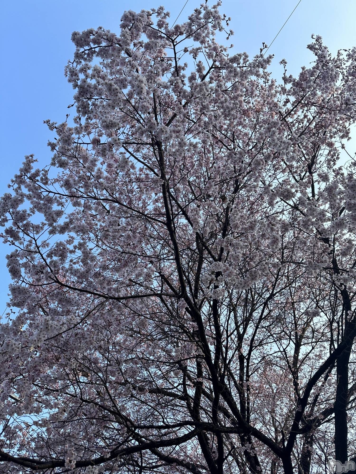 ���ᥭ��Х��顦�����CLUB ASLI(����֥�����) ��2026ǯ4��1���̥�֥����֤���(���꒳​��� )͟͟͞͞ =��