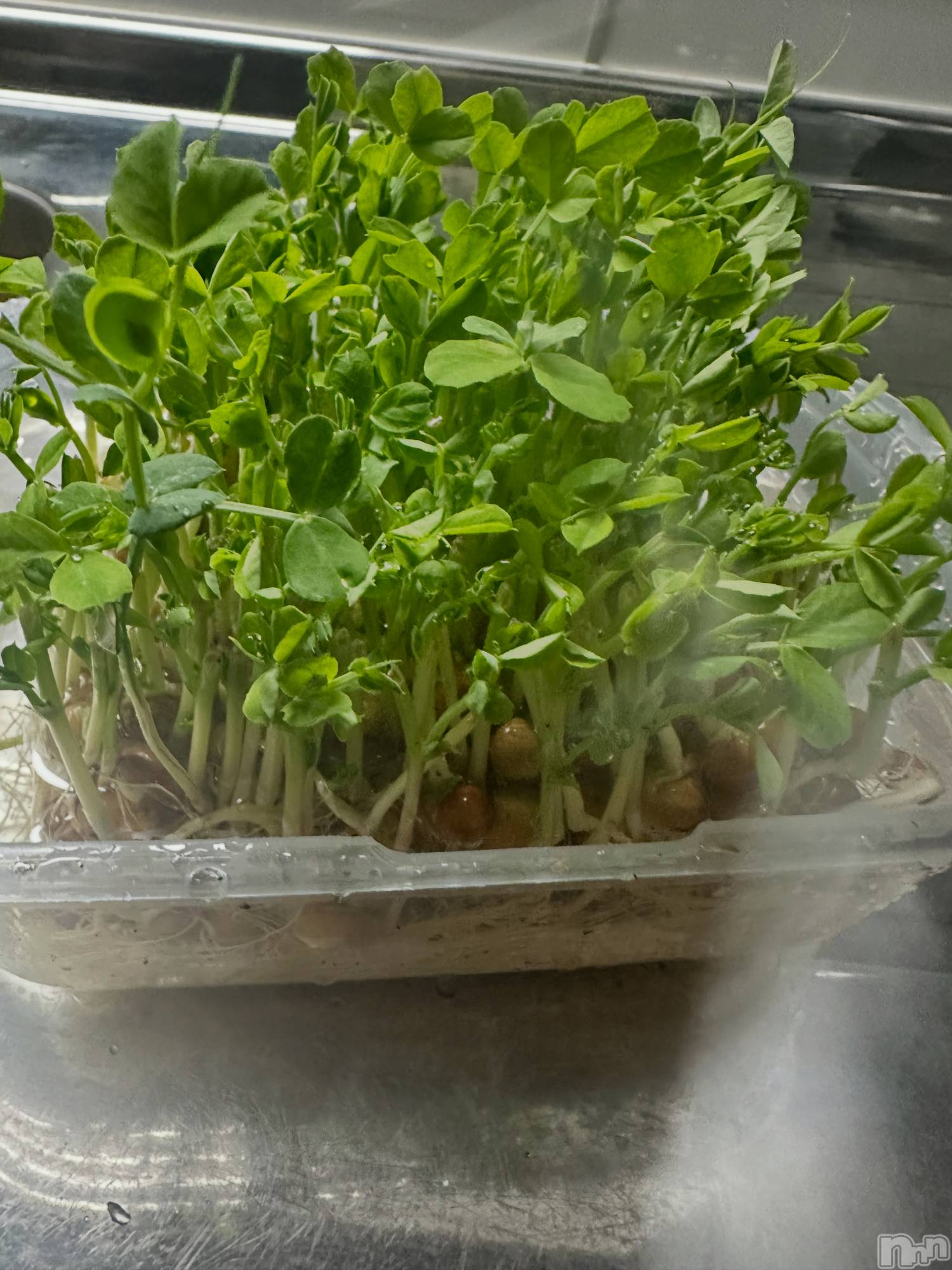 ���ᥭ��Х��顦�����CLUB ASLI(����֥�����) ��2026ǯ4��2���̥�֥����ְ�äƤ��Ƥ���🌿��