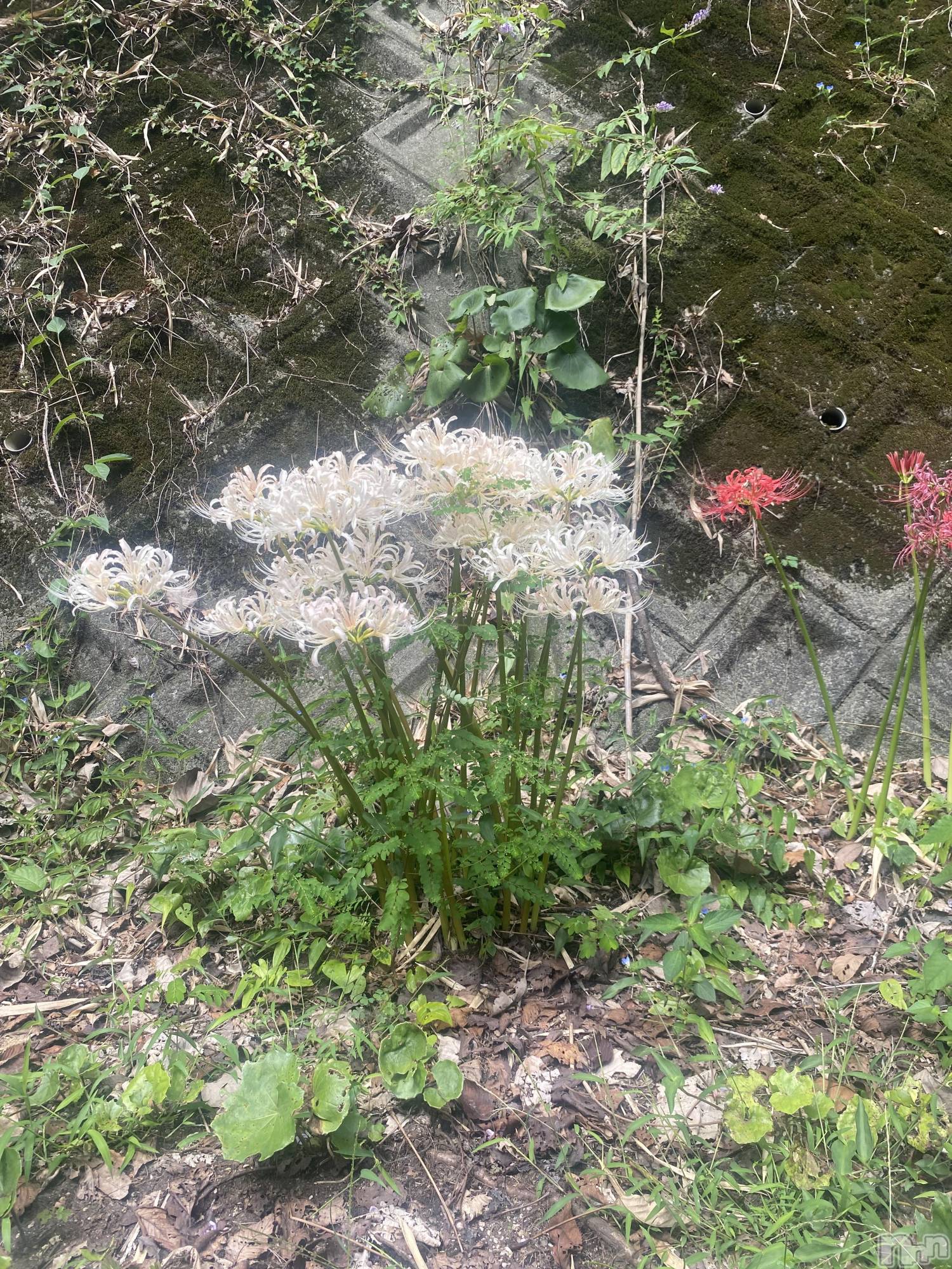 ���ᥭ��Х��顦�����CLUB ASLI(����֥�����) ��2026ǯ4��7���̥�֥����֤����