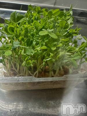 ���ᥭ��Х��顦�����CLUB ASLI(����֥�����) �Ҥ����4��2���̥�֥����ְ�äƤ��Ƥ���🌿��