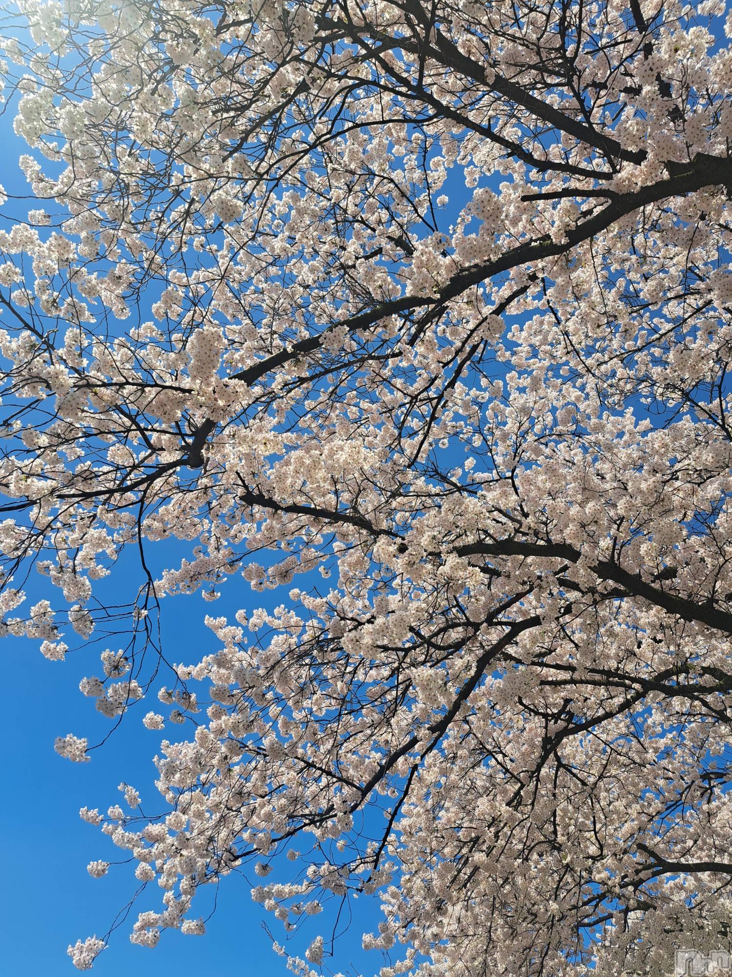 ��Į����Х��顦�����lounge Garden(�饦�󥸥����ǥ�) ��2026ǯ4��7���̥�֥���������20��Ⱦopen�Ǥ�🫶��