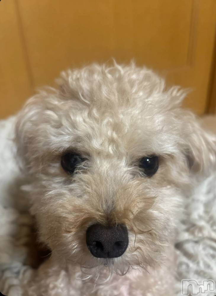 Х顦Diletto(ǥå) ⤨92̥֥🐶