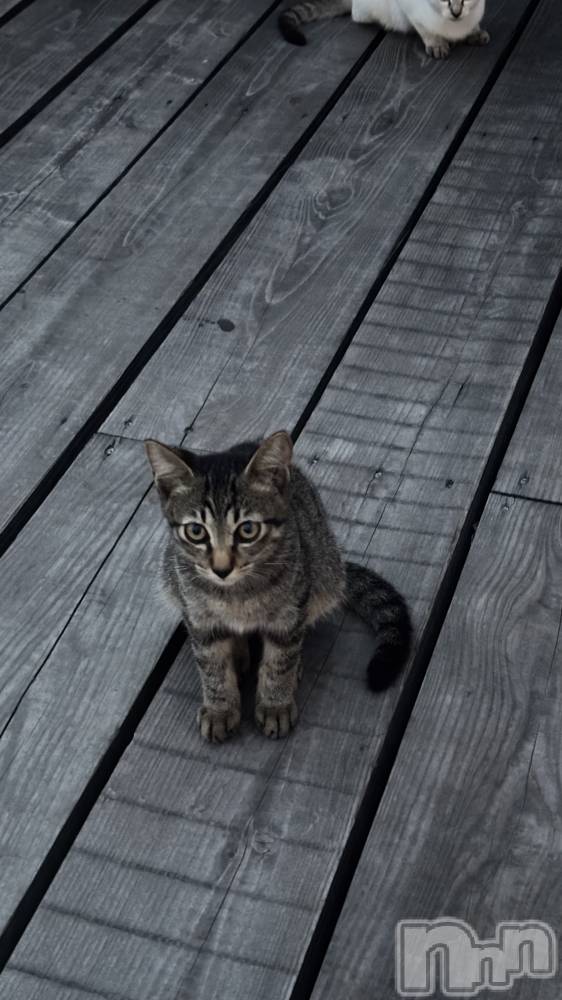 Х顦Diletto(ǥå) ⤨918̥֥🐈‍⬛🎀