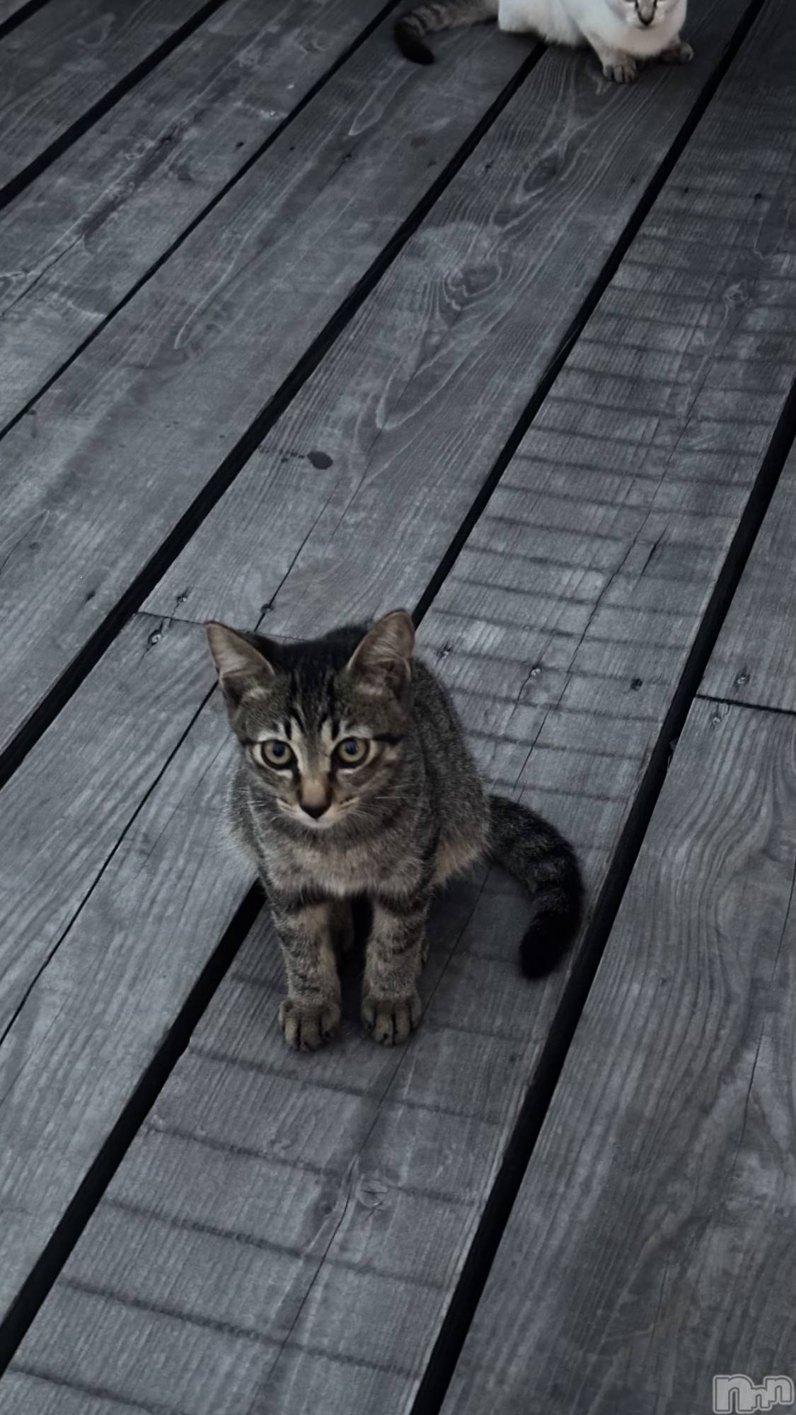 Х顦Diletto(ǥå) 2025ǯ918̥֥🐈‍⬛🎀
