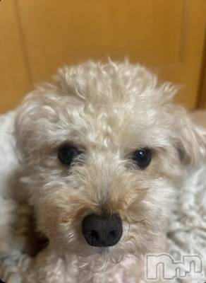 Х顦Diletto(ǥå) ⤨(21)92̥֥🐶