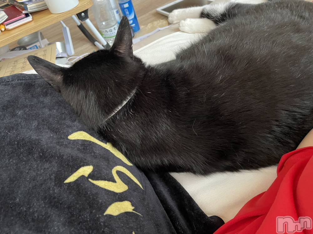 Х顦Diletto(ǥå) ߤ823̥֥😼