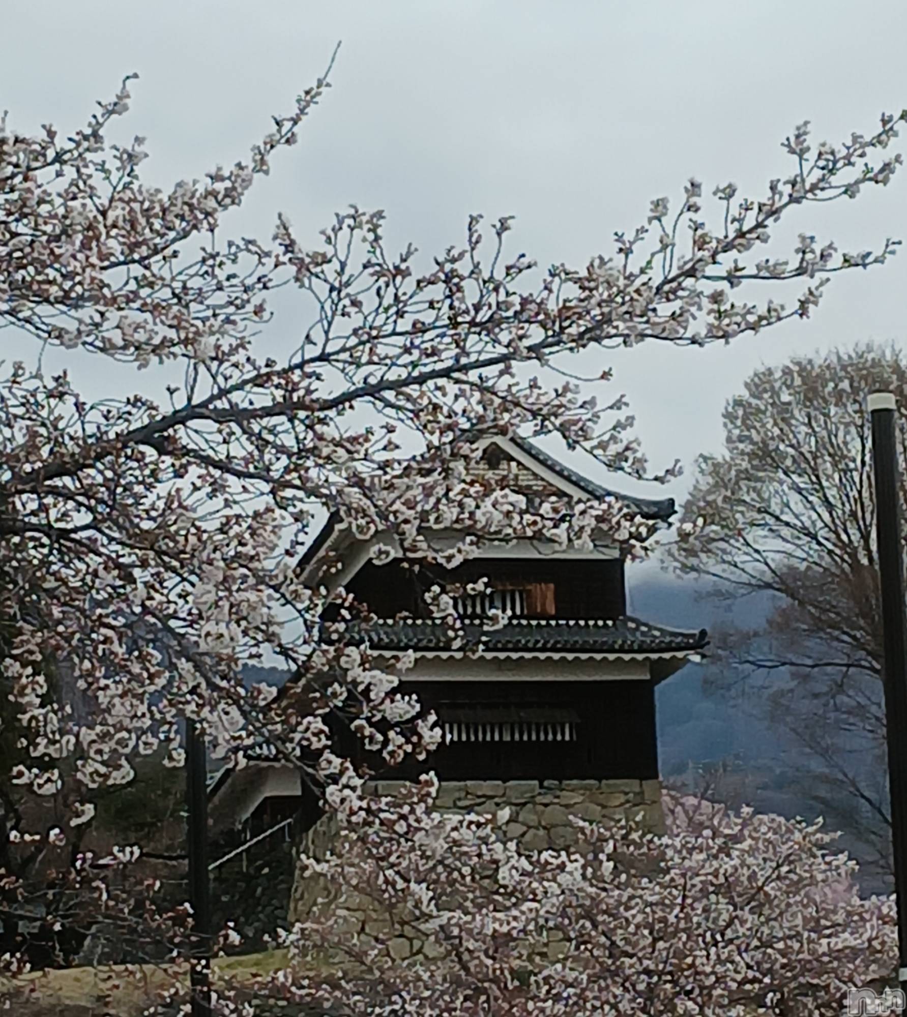 上田発デリヘルBIBLE～奥様の性書～(バイブル～オクサマノセイショ～)◇サトミ◇(52)の2026年4月1日写メブログ「3日出勤します🍀😌🍀」