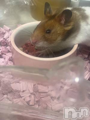 ʥå륺СROYAL ONE() (20)929̥֥֤ΤӤꡪ