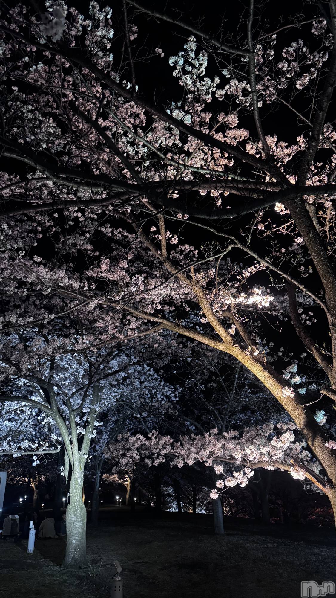 ����������ʥå��������륺�С�Lounge Anshu(�饦�󥸥��󥷥�) ��2026ǯ4��6���̥�֥����ֺ�ǯ�⸫�줿🌸��