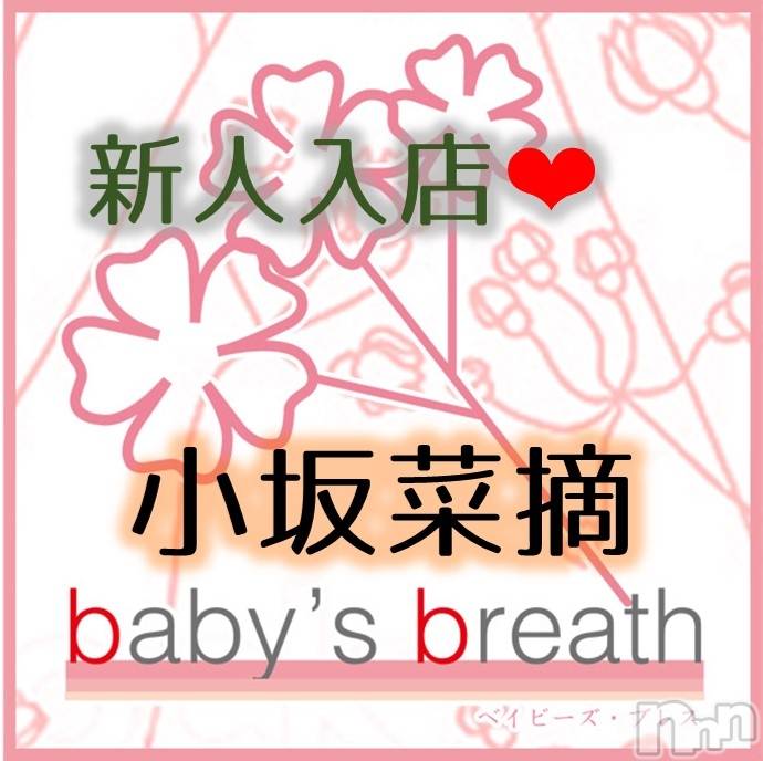 㡦ȯĥꥢ󥺥baby's breath(٥ӡ ֥쥹) Ŧڿۤ͡619̥֥֤ꤤޤ