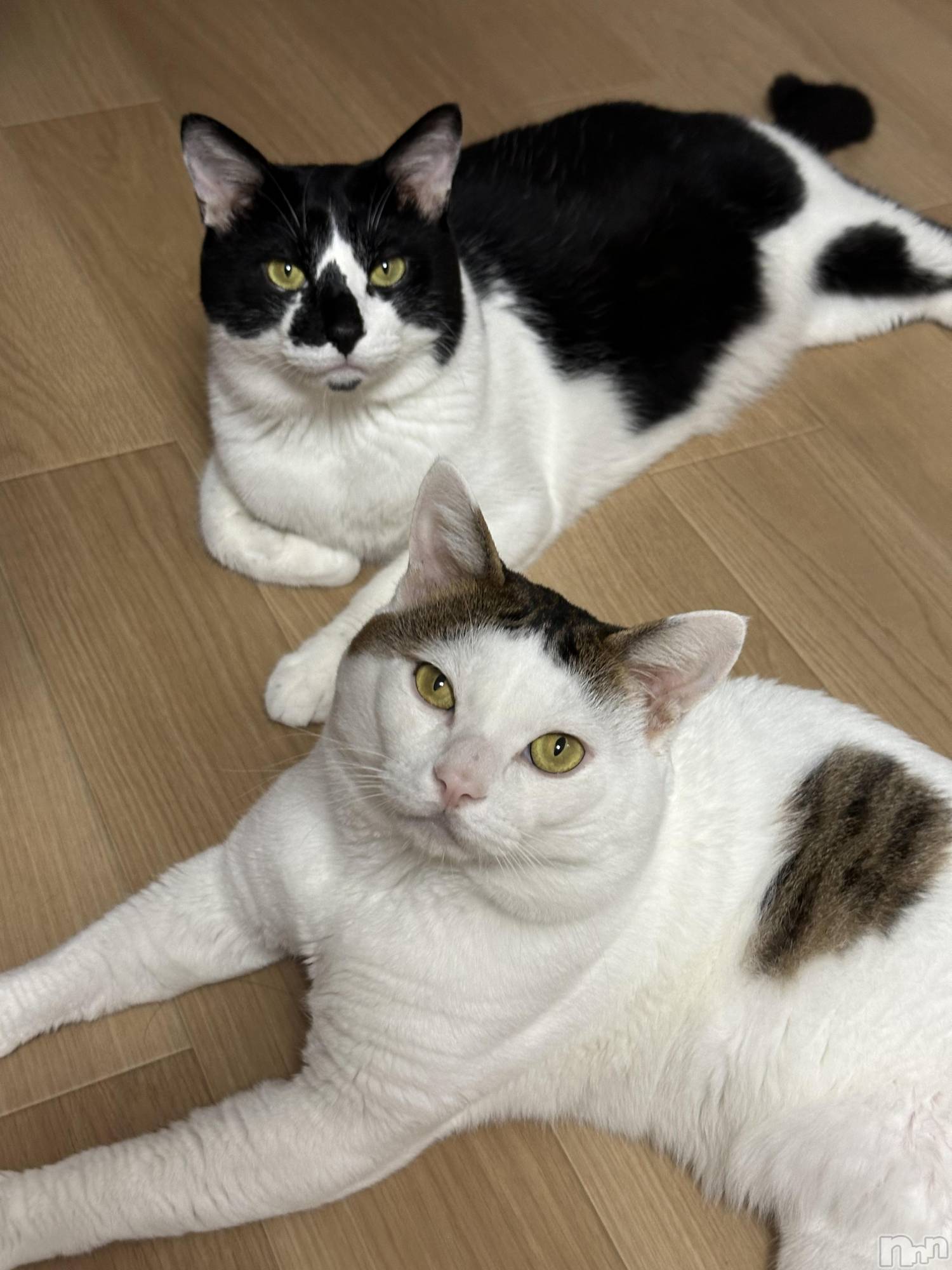 ĮХ顦Club Ruby(֥ӡ) 2025ǯ922̥֥֤ݤ🐈💞