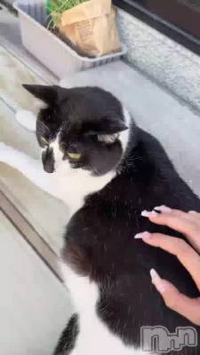 ���Ǥ֤ͤ�����🐱