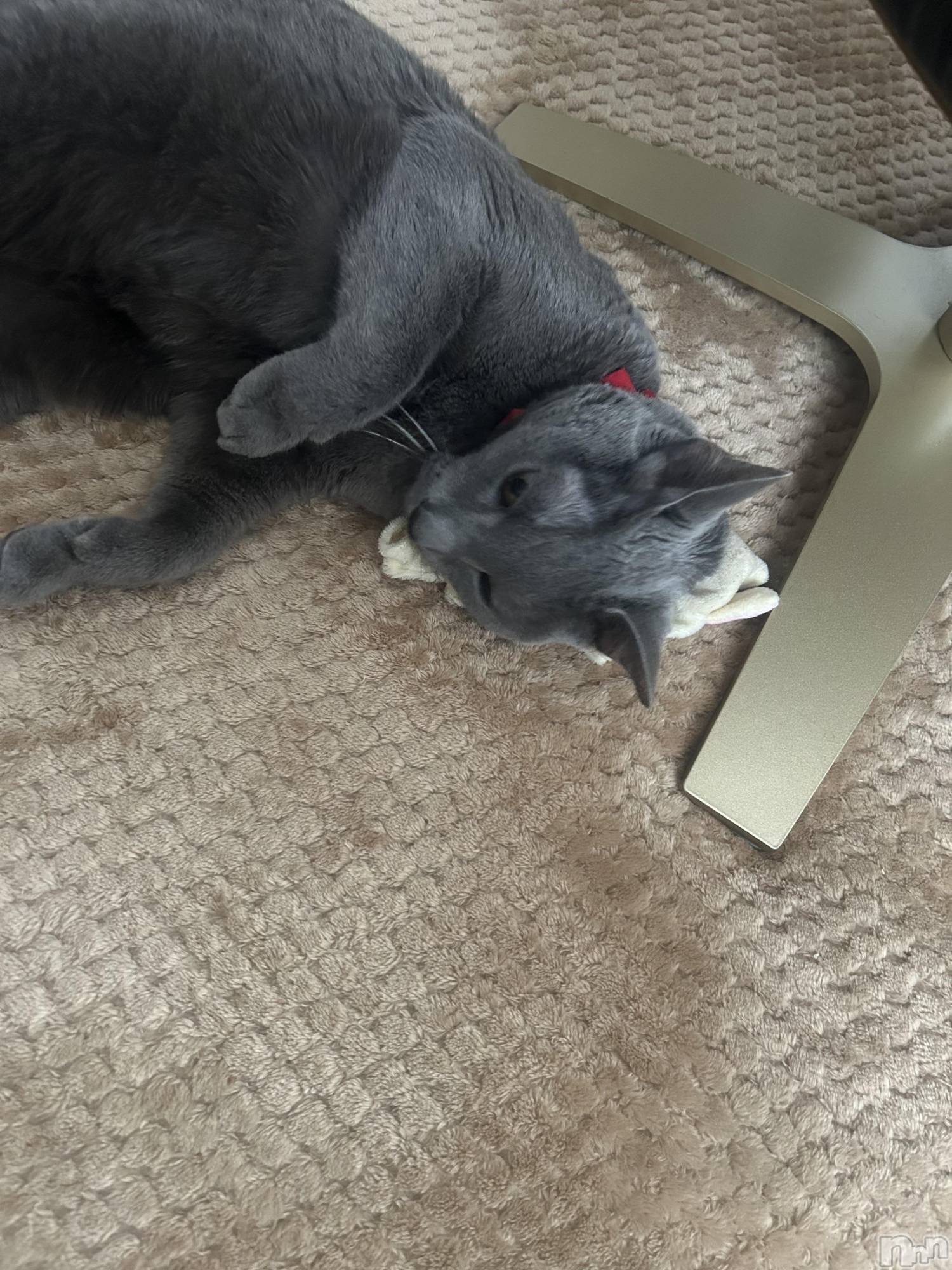 ��Į����Х��顦�����Club Ruby(����֥�ӡ�) ��2026ǯ3��25���̥�֥����֤ˤ�󤳡�