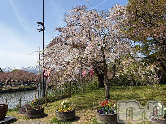 上越デリヘルBLUE BIRD上越店(ブルーバード上越店) シャネル(25)の4月14日写メブログ「雪と桜😻」