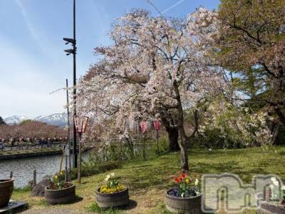 上越デリヘル BLUE BIRD上越店(ブルーバード上越店) シャネル(25)の4月14日写メブログ「雪と桜😻」