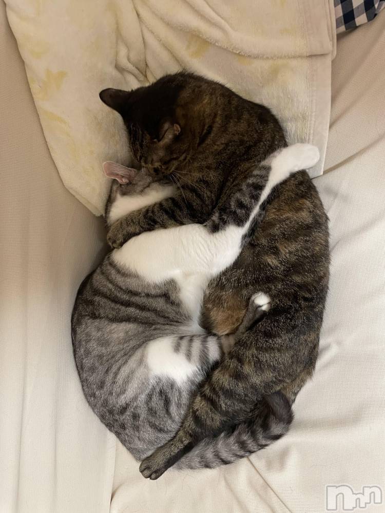 ����������ʥå��������륺�С����饪���ϥ��ܡ���bar���ͻ���(���饪���ϥ��ܡ���С��ӥ��󥷥ޥ�) �ᤤ��12��16���̥�֥�����ǭ��