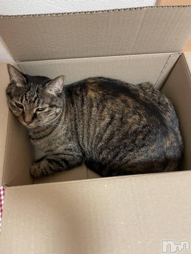 ����������ʥå��������륺�С����饪���ϥ��ܡ���bar���ͻ���(���饪���ϥ��ܡ���С��ӥ��󥷥ޥ�) �ᤤ��12��26���̥�֥�����ǭ������