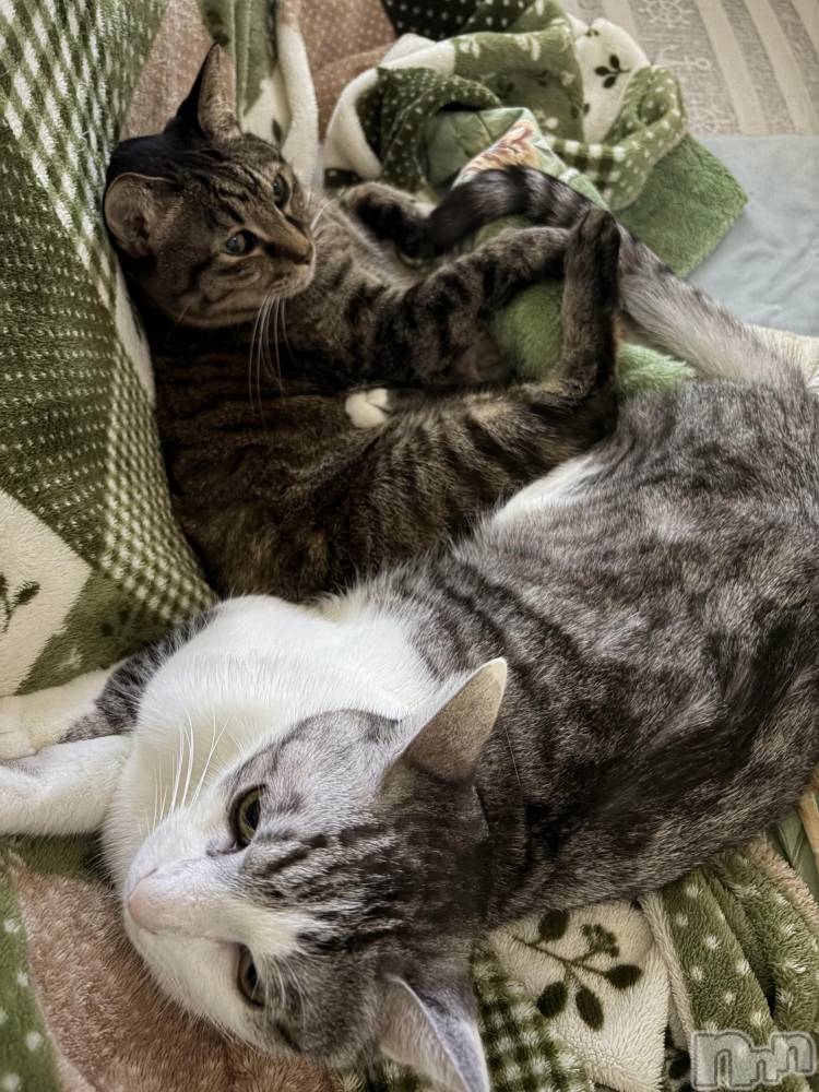 ����������ʥå��������륺�С����饪���ϥ��ܡ���bar���ͻ���(���饪���ϥ��ܡ���С��ӥ��󥷥ޥ�) �ᤤ��1��11���̥�֥�����ǭ������