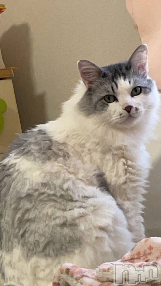 ����������ʥå��������륺�С����饪���ϥ��ܡ���bar���ͻ���(���饪���ϥ��ܡ���С��ӥ��󥷥ޥ�) �ᤤ��2��19���̥�֥�����ǭ������