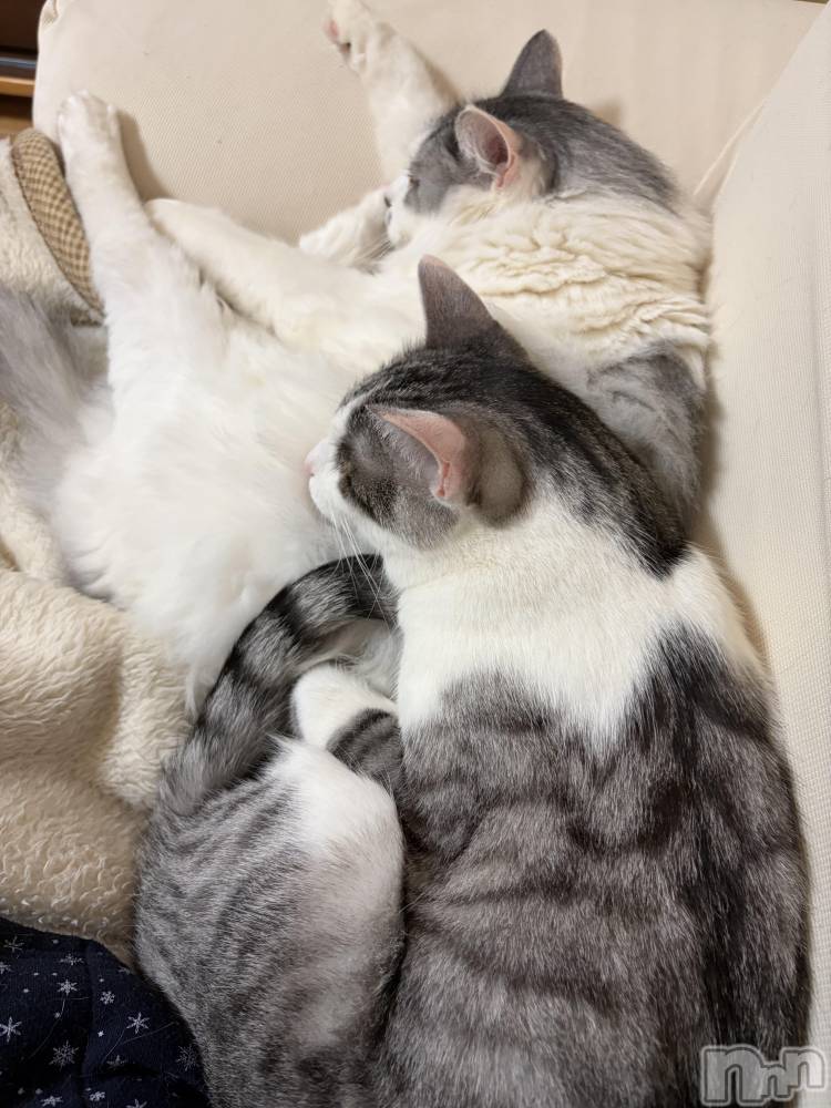 ����������ʥå��������륺�С����饪���ϥ��ܡ���bar���ͻ���(���饪���ϥ��ܡ���С��ӥ��󥷥ޥ�) �ᤤ��3��7���̥�֥�����ǭ������