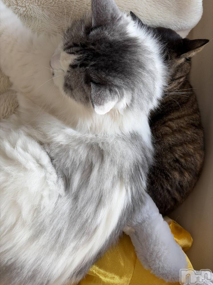 ����������ʥå��������륺�С����饪���ϥ��ܡ���bar���ͻ���(���饪���ϥ��ܡ���С��ӥ��󥷥ޥ�) �ᤤ��3��9���̥�֥�����ǭ������