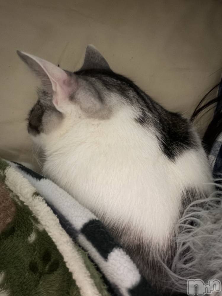 ����������ʥå��������륺�С����饪���ϥ��ܡ���bar���ͻ���(���饪���ϥ��ܡ���С��ӥ��󥷥ޥ�) �ᤤ��3��11���̥�֥�����ǭ������